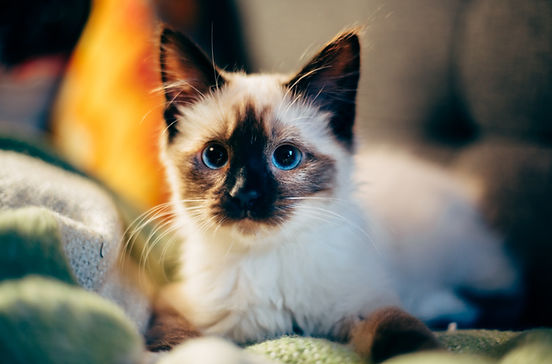 Cat drop in visits discount
