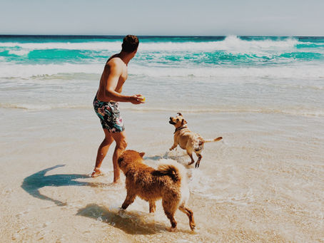 IS SWIMMING GOOD FOR YOUR DOG?