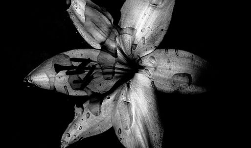 Image by Evie S.
