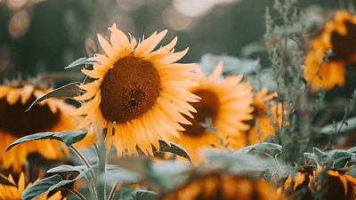 Image by Daniel Chekalov