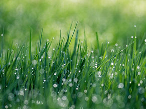 grass and dirt