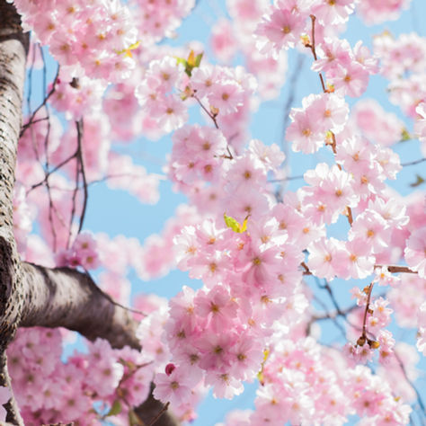 Feminine and Fun Springtime Activities 
