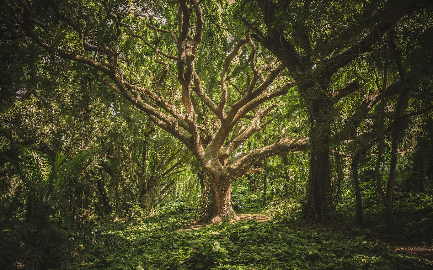 Image by veeterzy