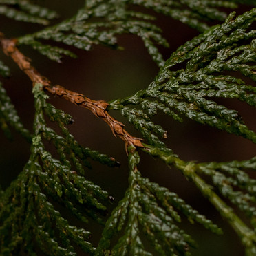 Image by Greg Rosenke