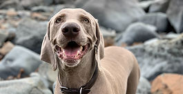 Weimaraner Meet @ 09:00