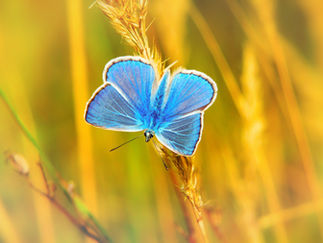 Konya'da Tropikal Bir Kelebek Bahçesi