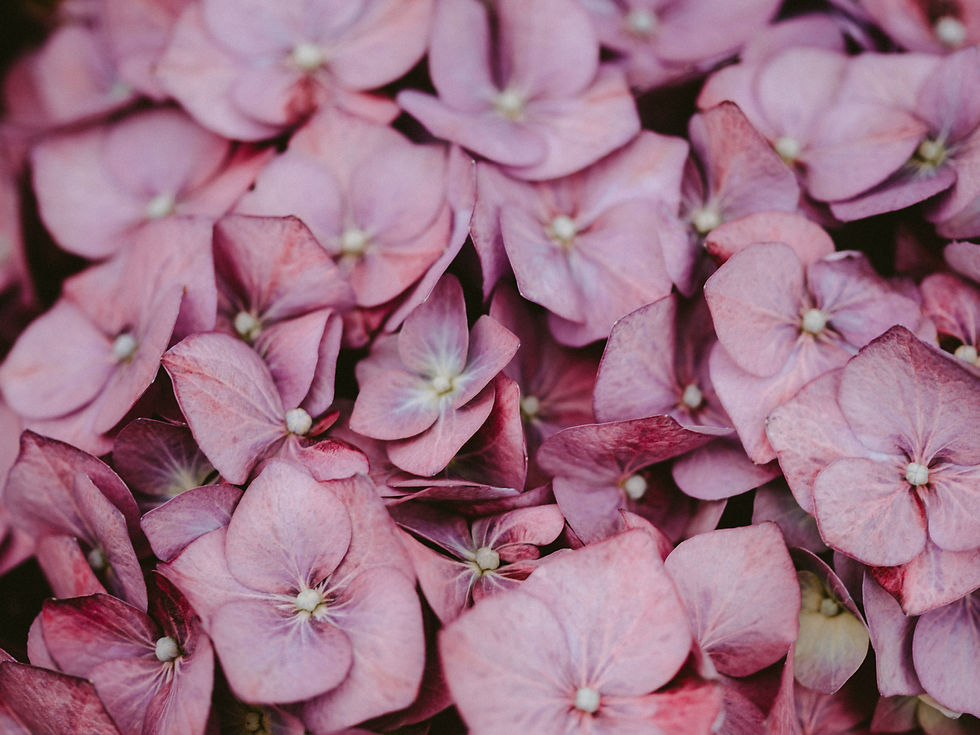 Image by Annie Spratt