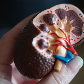 "Upasya Ayurveda: The Best Ayurvedic Treatment for Kidney Disease in Ranchi with Dr. Vartika Kumari"
