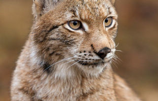 Famille observant des animaux polaires au Parc de Chaux-Neuve après une balade autour du Lac Saint-Point dans le Jura
