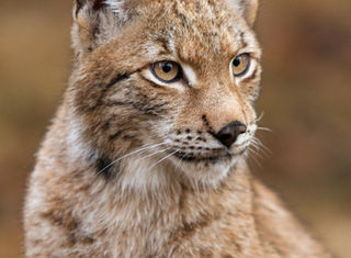 Famille observant des animaux polaires au Parc de Chaux-Neuve après une balade autour du Lac Saint-Point dans le Jura