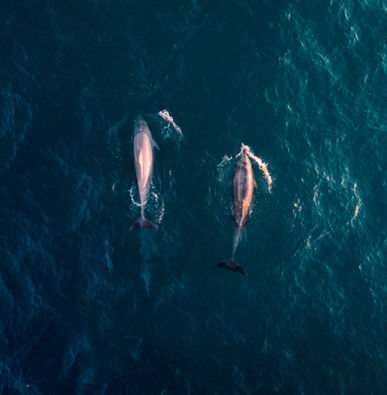 Travel in the ocean