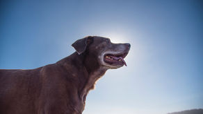 How to Prevent or Treat Pet Arthritis… Without the Medication