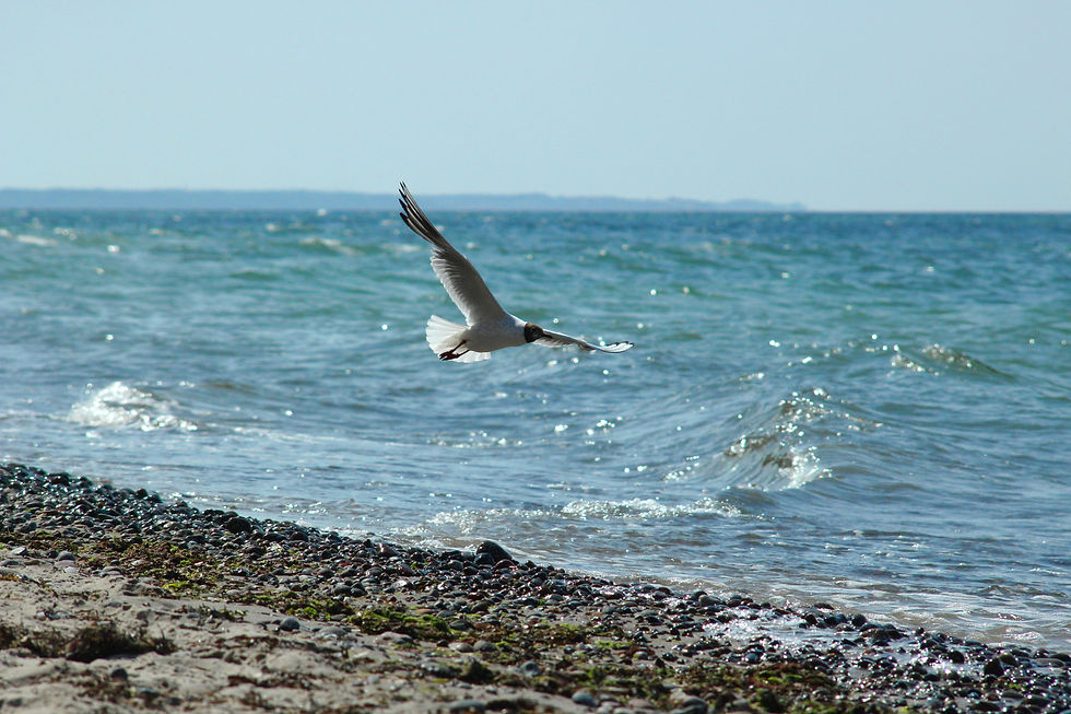 Ostseeküste, Strand, Wasser, Möwe, Wellen & Meer...