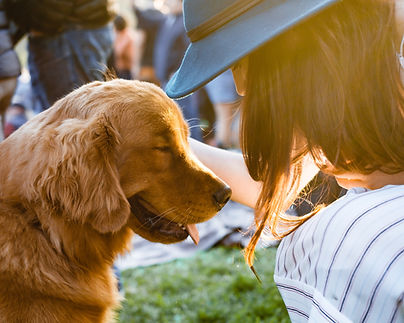 Golden retreiver dog with Village Pups pet sitter in Fishers