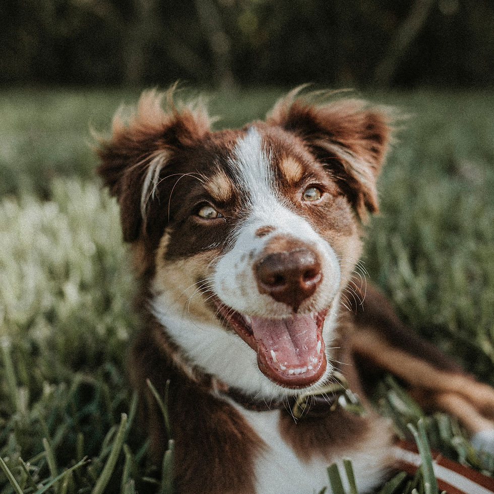 Australian Shepherd