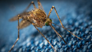 NIH Introduces Vaccination Via Genetically Modified Mosquitoes