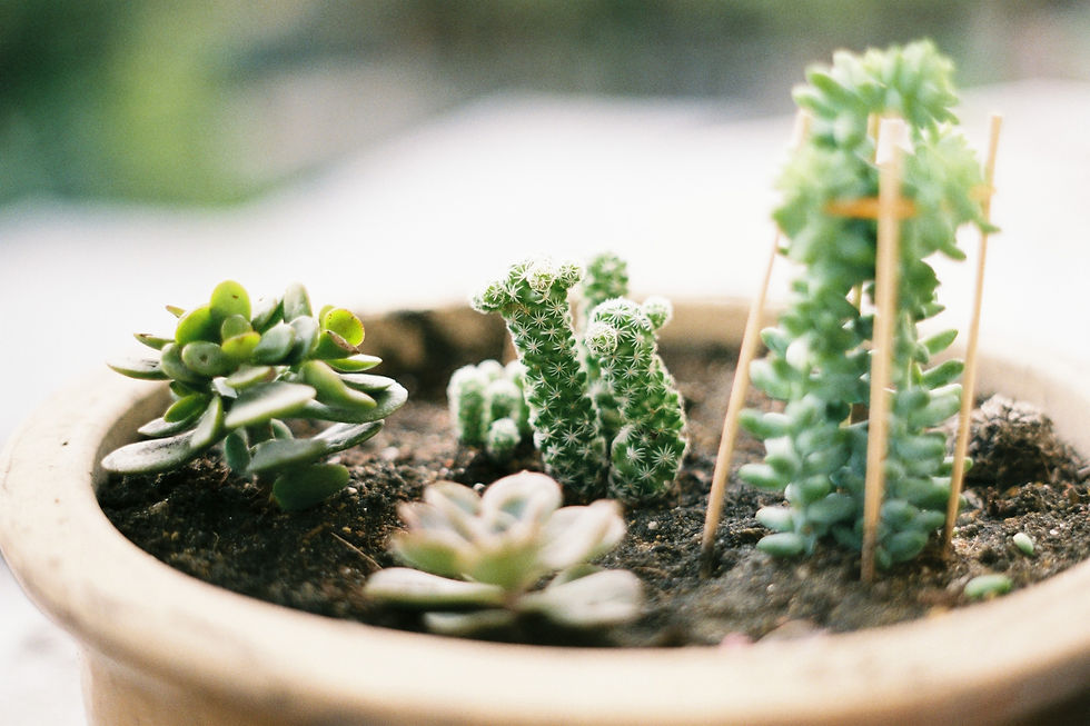 plants in bottles
