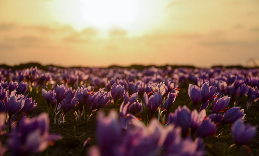 Image by Benyamin Bohlouli