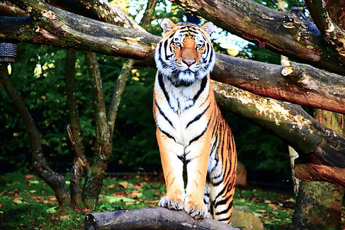 Wild animals in their natural habitat during a safari tour in India