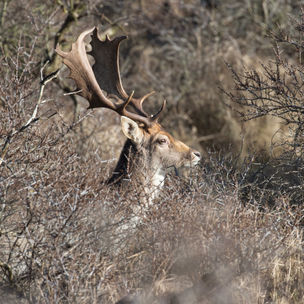 Petworth Park Deer Rut
