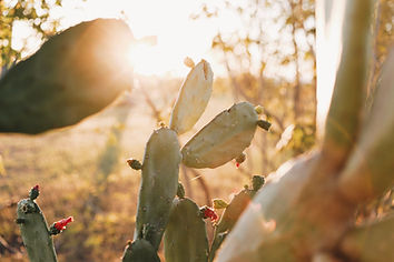 sunlit plants