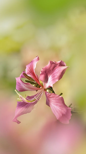 Image by Wulan Sari