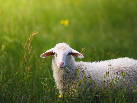Easter Sunday (Ages 3-6): The Good Shepherd Lives