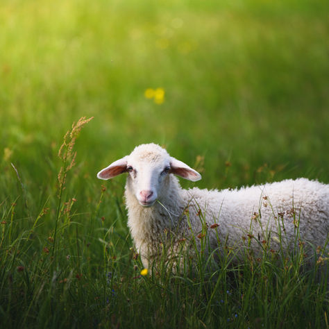 To Catch A Sheep Theif