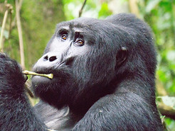 voyage petit groupe ouganda