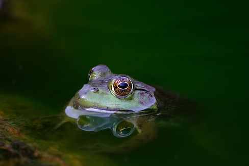 Image by Matthew Kosloski