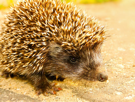 A New Study Finds That 335,000 Hedgehogs Die On Britain's Roads Every Year