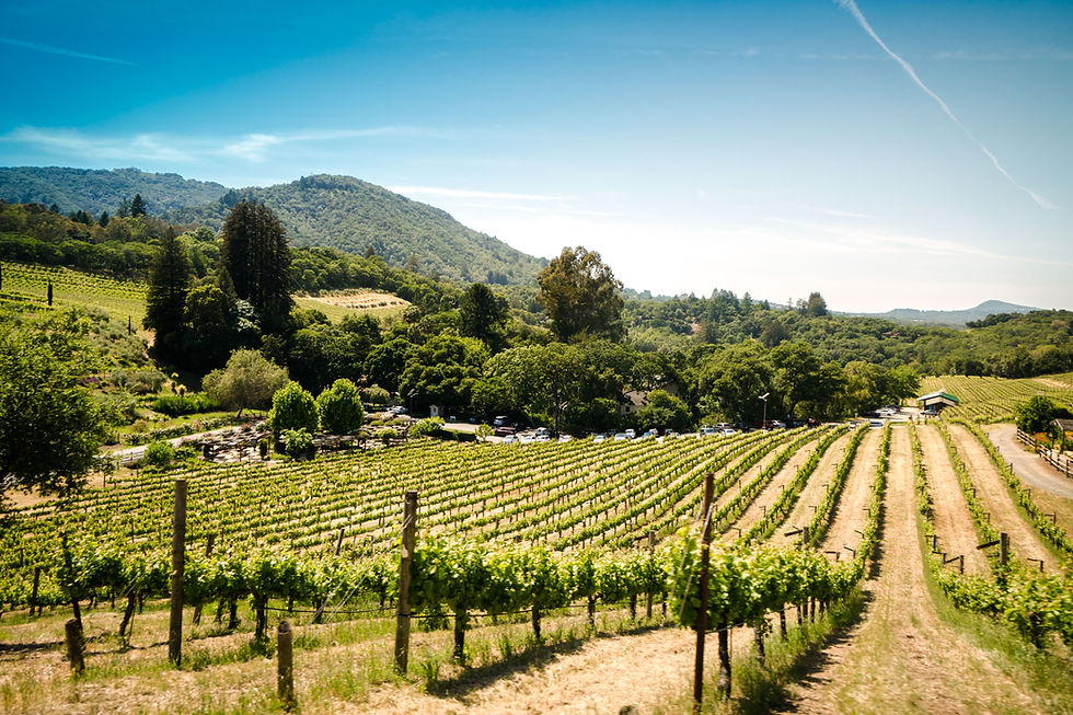 The image shows a vast vineyard stretching across gently rolling hills under a clear blue sky. In the background, a forested mountain rises, surrounded by lush greenery. Cars can be seen parked near the vineyard, suggesting a visit or event. The rows of grapevines are neatly aligned, creating a sense of order and serenity in this idyllic countryside setting. The overall atmosphere is peaceful, capturing the beauty of wine country.