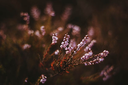 Image by Charlotte Coneybeer