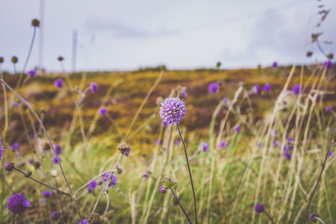 Image by Jill Dimond