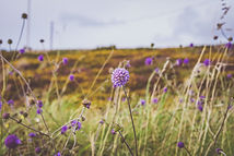 Image by Jill Dimond