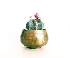 Image by Stephanie Harvey