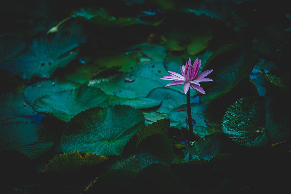Image by Vivek Doshi