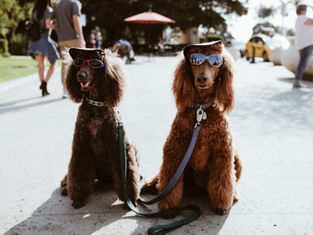 Two brown poodles with sunglasses and hats on