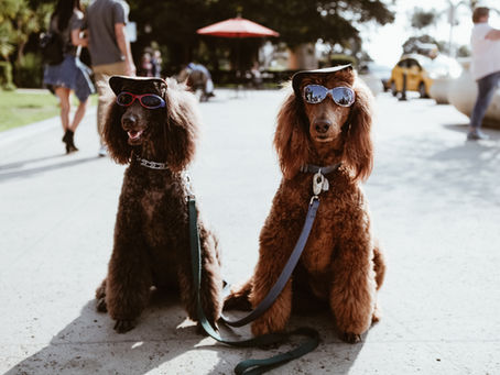 Dogsville Is Coming to Streetsville — And We’ll Be There!