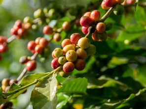 Mikrolot Kahve Nedir?