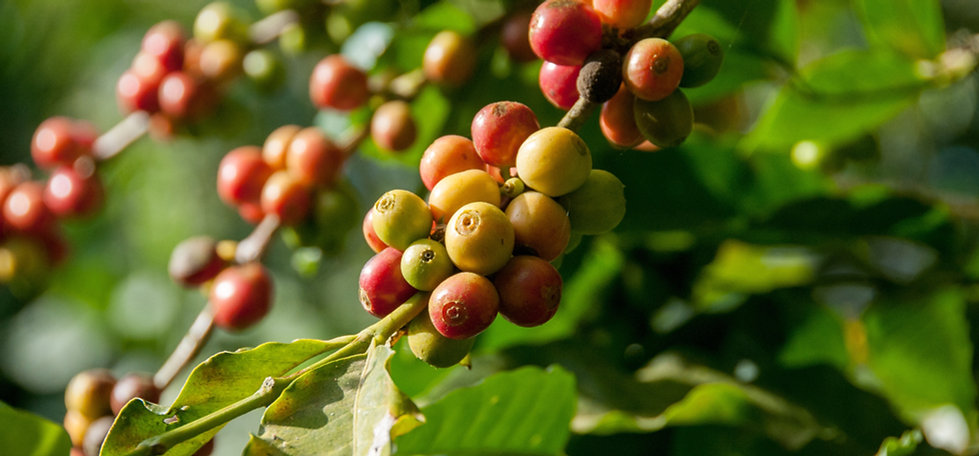 Organic Coffee Leaf Tea