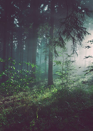 Image by Sebastian Unrau