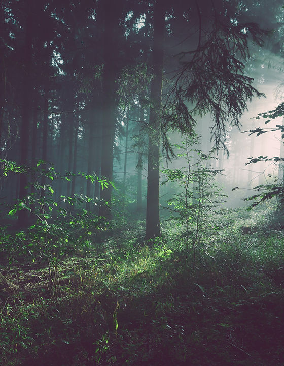 Image by Sebastian Unrau
