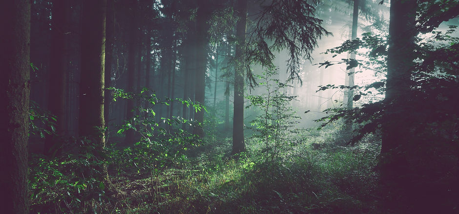 Image by Sebastian Unrau