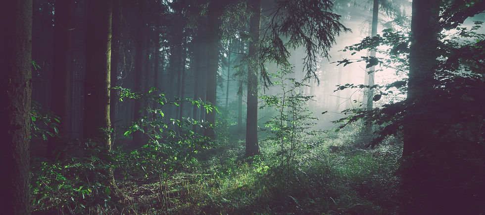 Image by Sebastian Unrau