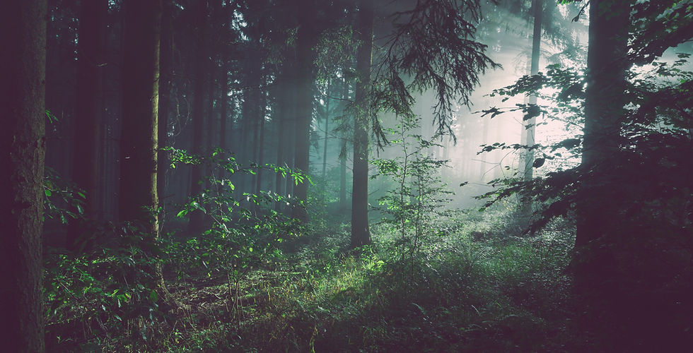 Image by Sebastian Unrau