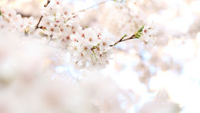 Spring Essentials—Must-Have Essential Oils For A First Aid Kit
