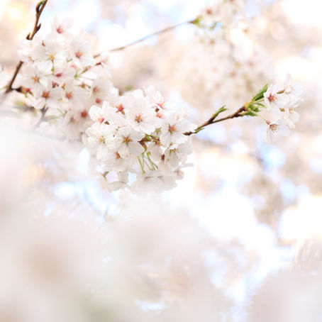 Spring Essentials—Must-Have Essential Oils For A First Aid Kit