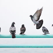 Image by Nathan Dumlao