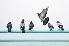 Image by Nathan Dumlao
